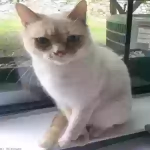 lost male cat atlas